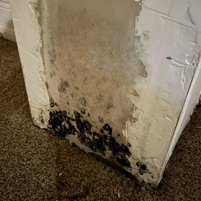 Professional Mold Removal in Rochelle, GA